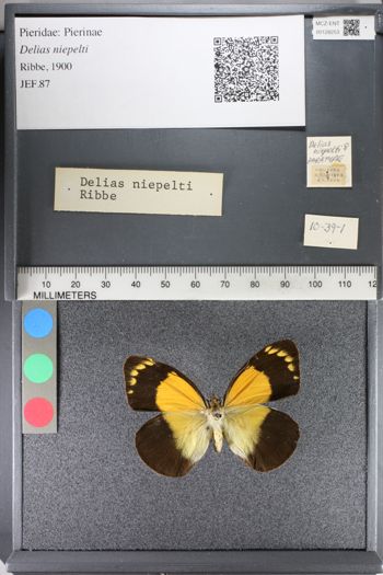 Media type: image;   Entomology 128253